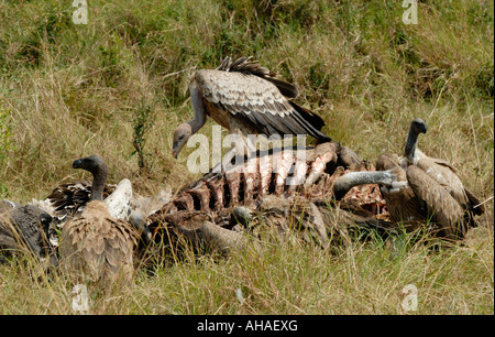 Ruppell s avvoltoi alimentazione su una carcassa di gnu nella Riserva Nazionale di Masai Mara Kenya Africa orientale Foto Stock