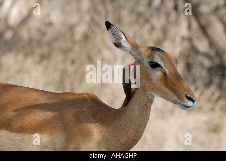 Femmina adulta Impala con Red fatturati Oxpecker Samburu Riserva nazionale del Kenya Africa orientale Foto Stock