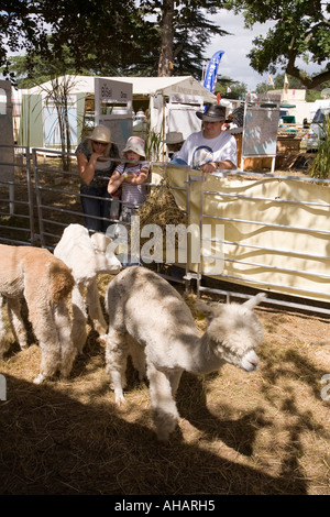 Regno Unito Hampshire Romsey Broadlands CLA Game Fair troncare alpaca di Blenheim Alpaca stand Foto Stock