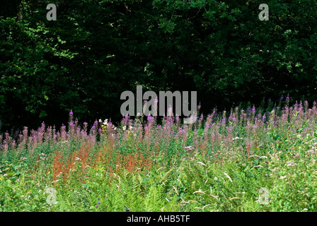 Rosebay Willowherb (Epilobium angustifolium) Foto Stock