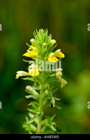 Bartsia giallo (Parentucellia viscosa) Foto Stock