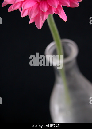 Daisy4 su sfondo nero Foto Stock