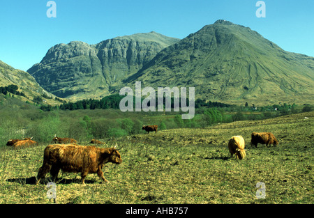 Highland bestiame al National Trust per la Scozia centro Glen Coe in West Highlands della Scozia Foto Stock