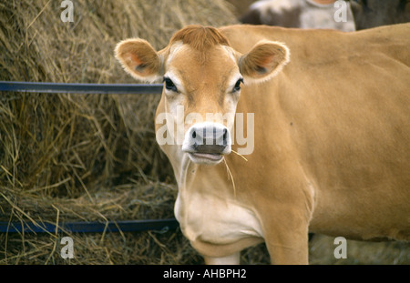 CLOSE UP di jersey vacca paglia di masticazione DI NEW YORK Foto Stock