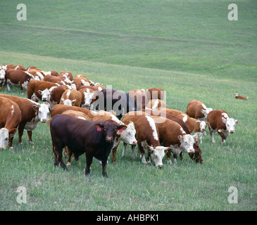 HEREFORD vacche con tori di MAGNUM E MAGNUM HEREFORD CROSS VITELLI NEBRASKA Foto Stock