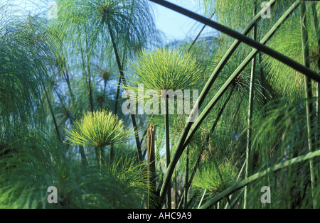 Cyperus Papyrus Sicilia Italia Foto Stock