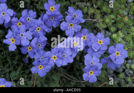 Eritrichium Nanum Alpi Italia Foto Stock