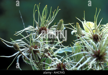 Clematis vitalba Italia Foto Stock