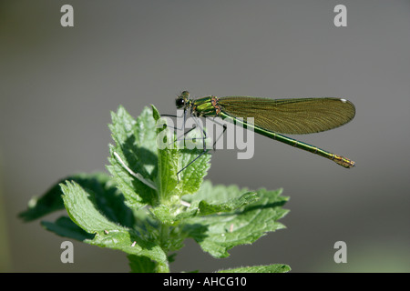 Nastrare DEMOISELLE Calopteryx splendens femmina Foto Stock