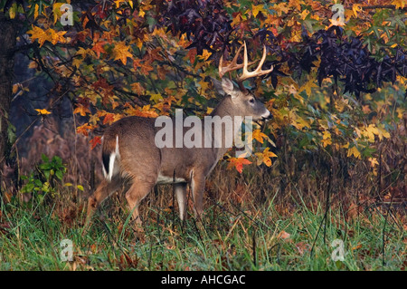 White Tailed Deer Odocoileus virginianus Cades Cove Great Smoky Mountains National Park Tennessee Foto Stock