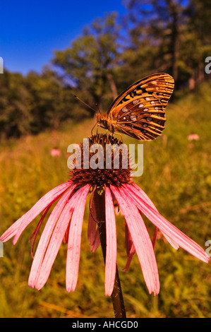 Grande Lamas Fritillary Butterfly Speyeria Cibele sul viola chiaro Coneflower Echinacea pallida Foto Stock