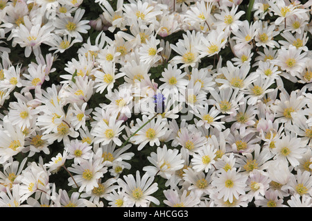 Fiore bianco Anemone blanda con un unico colore blu uva giacinto giardini Keukenhof Olanda il 25 aprile 2006 Foto Stock