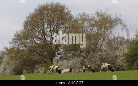 Marrone e bianco di pecore pascolano su erba a molla in un campo accanto a una siepe piena di prugnolo Prunus spimosa in fiore Foto Stock