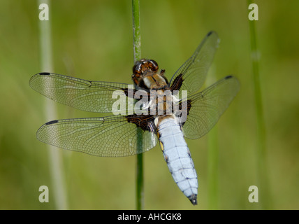 Un blu brillante maschio corposo ampio chaser Libellula depressa libellula Foto Stock