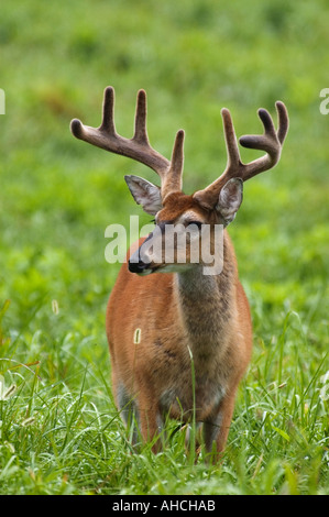 White Tailed Deer Odocoileus virginianus Buck con corna in velluto in Cades Cove Great Smoky Mountains National Park Tennessee Foto Stock