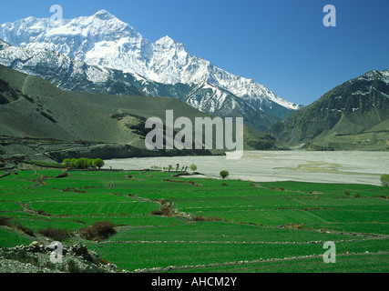 Nilgiri da Kagbeni , Nepal Foto Stock