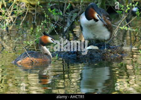 Coppia di grande Crested svassi Podiceps cristatus tendente al loro nido mantenendo le uova calde Foto Stock