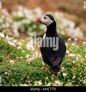 Close up e dettagliata immagine singola Atlantic Puffin Fratercula arctica in piedi sul prato circondato da bianco fiori di primavera Foto Stock