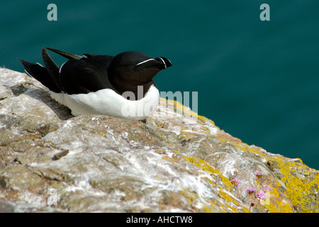 Adulto Razorbill Alca torda seduti al sole sulla cima di una scogliera alta sopra il mare azzurro qui sotto Foto Stock