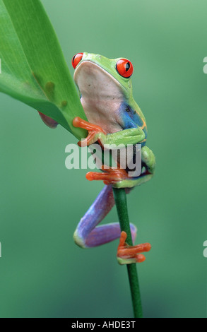 Australiano della red-eyed raganella, Giapponese raganella, comune raganella (Litoria chloris), maschio Foto Stock