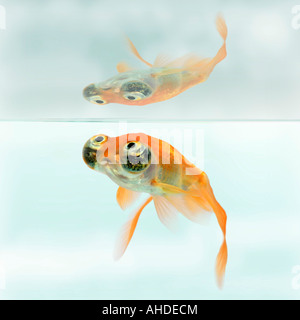 Goldfish, carpa comune, occhio celeste goldfish, celesti, Chotegan (Carassius auratus), mirroring in superficie di acqua Foto Stock