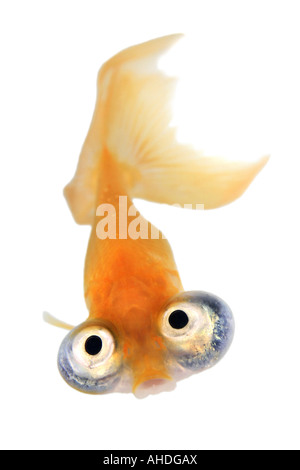 Goldfish carpa comune Occhio Celeste pesciolino Chotegan celesti Carassius auratus guarda in alto Foto Stock