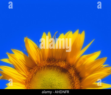 FR - Provence: girasole (lat. helianthus) Foto Stock