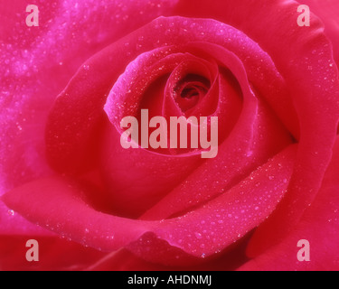 FLORA: inglese Red Rose Foto Stock