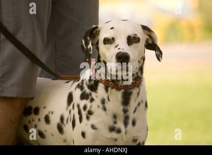 Un bel cane dalmata al guinzaglio sta tranquillamente con il suo proprietario. Foto Stock