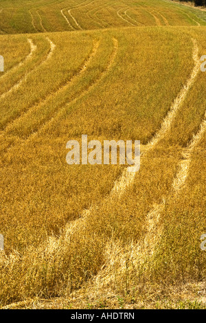 Le tracce in località cornfield La Foce Toscana Foto Stock