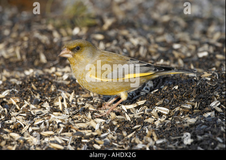 Unione Verdone alimentare sulle sementi Foto Stock