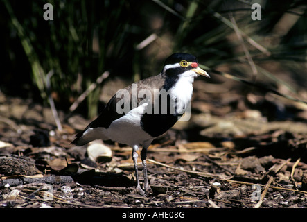 Nastrare Pavoncella- Vanellus tricolore-famiglia Charadriidae Foto Stock