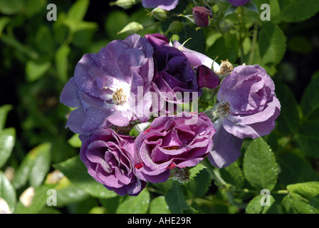 Un Rhapsody in Blue Rose in fiore in un giardino cottage in estate. Foto Stock