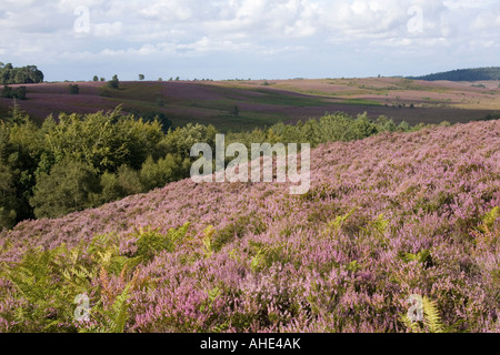 In estate sul comune di Rockford nuova foresta Hants UK Foto Stock