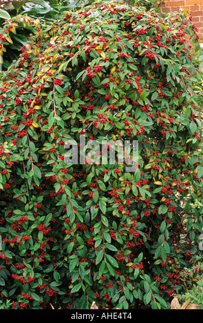 Cotoneaster salicifolius autunno Fire syn C Herbstfeuer Foto Stock