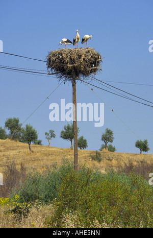 Portogallo Alentejo, Stork famiglia su un nido su un palo del telegrafo Foto Stock