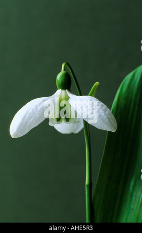 Galanthus 'Augustus', February, winter, white flower snowdrop snowdrops Foto Stock