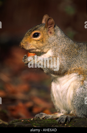 Scoiattolo grigio, Sciurus carolinensis, mangiando un dado in Jephson Gardens, Lemaingotn Spa, Warwickshire, Regno Unito. Foto Stock