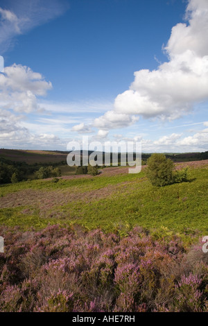 In estate sul comune di Rockford nuova foresta Hants UK Foto Stock