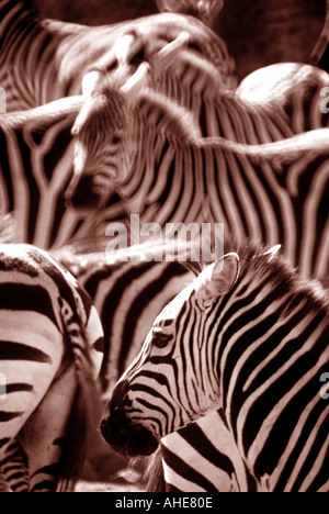Allevamento di comune o pianure zebre Equus burchelli Foto Stock