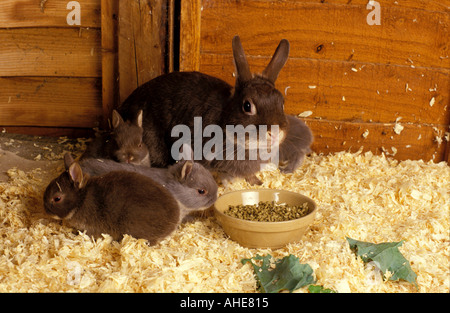 Il coniglio giovane alimentazione dalla ciotola a penna Foto Stock