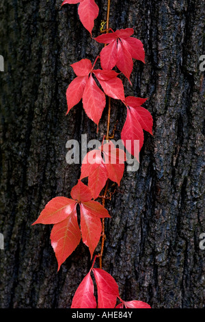 California State University, Chico campus in autunno Foto Stock