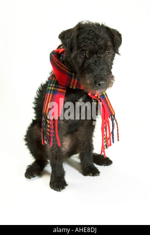 Cane nero che indossa una sciarpa Foto Stock