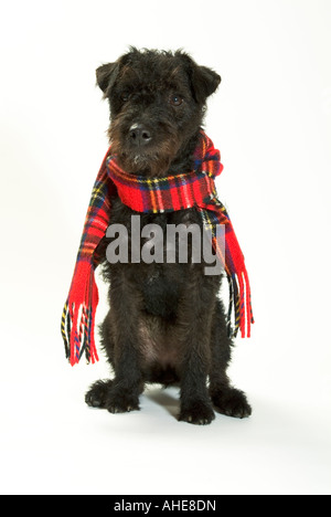 Cane nero che indossa una sciarpa Foto Stock