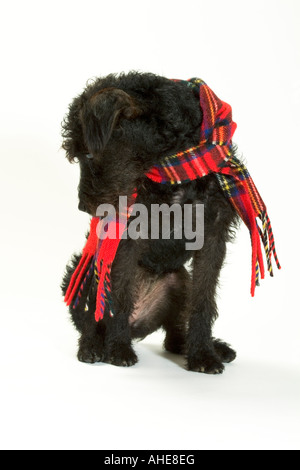 Cane nero che indossa una sciarpa Foto Stock