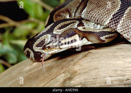 Python reale o palla, Python Regio, Pythonidae Foto Stock