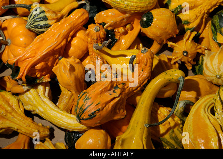 Pila di autunno Ali Zucche (Cucurbita pepo) in vendita presso una strada locale di frutta stand in fattoria paese dell est WA, Stati Uniti d'America Foto Stock