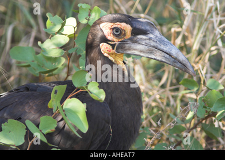 I capretti terra meridionale Hornbill in Sud Africa (bucorvus leadbeateri) Foto Stock