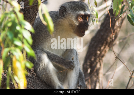 Vervet (cercopithecus aethiops) Sud Africa Foto Stock
