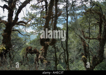 Una vista attraverso la lussureggiante foresta ricca di felci e licheni epifiti vicino monastero Taktshang Bhutan. Foto Stock